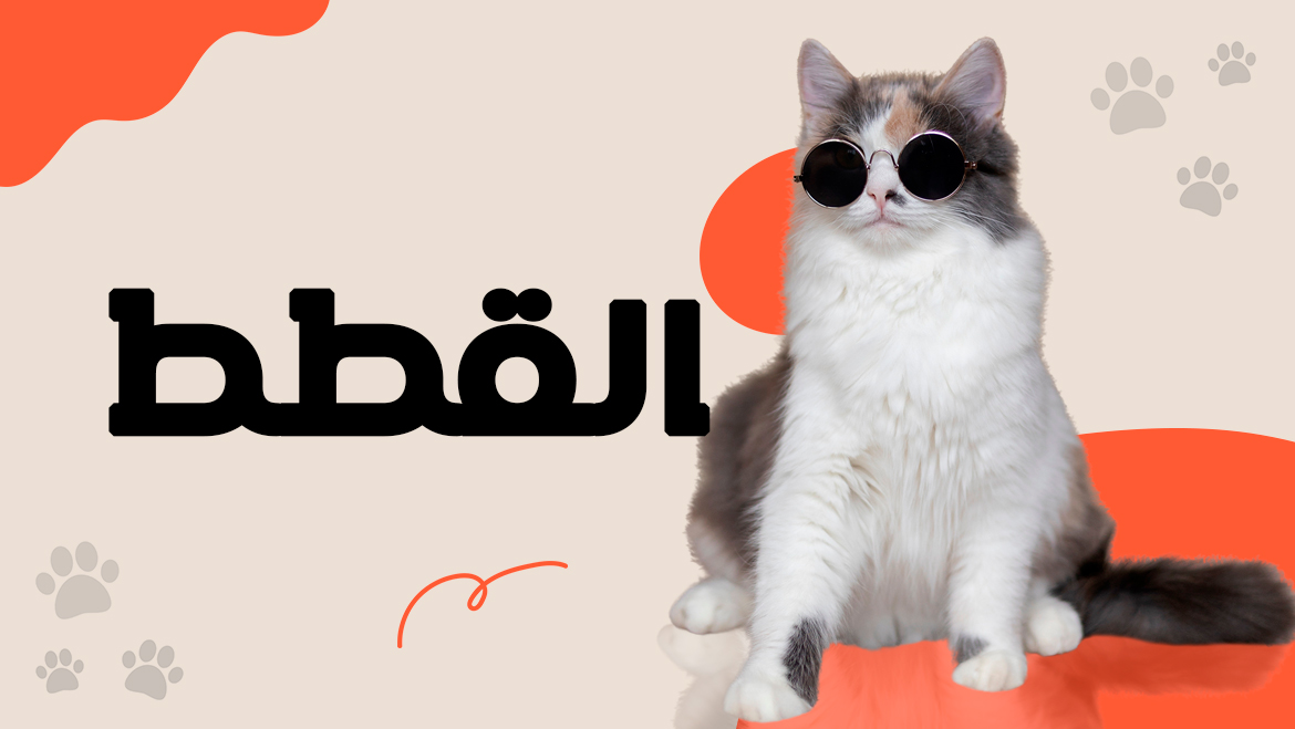القطط