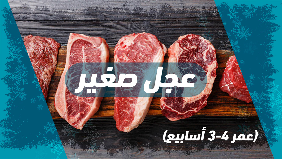 (عجل صغير (عمر 3-4 أسابيع
