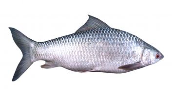 Myanmar Mirgal Kattan Back-Gutted Fish